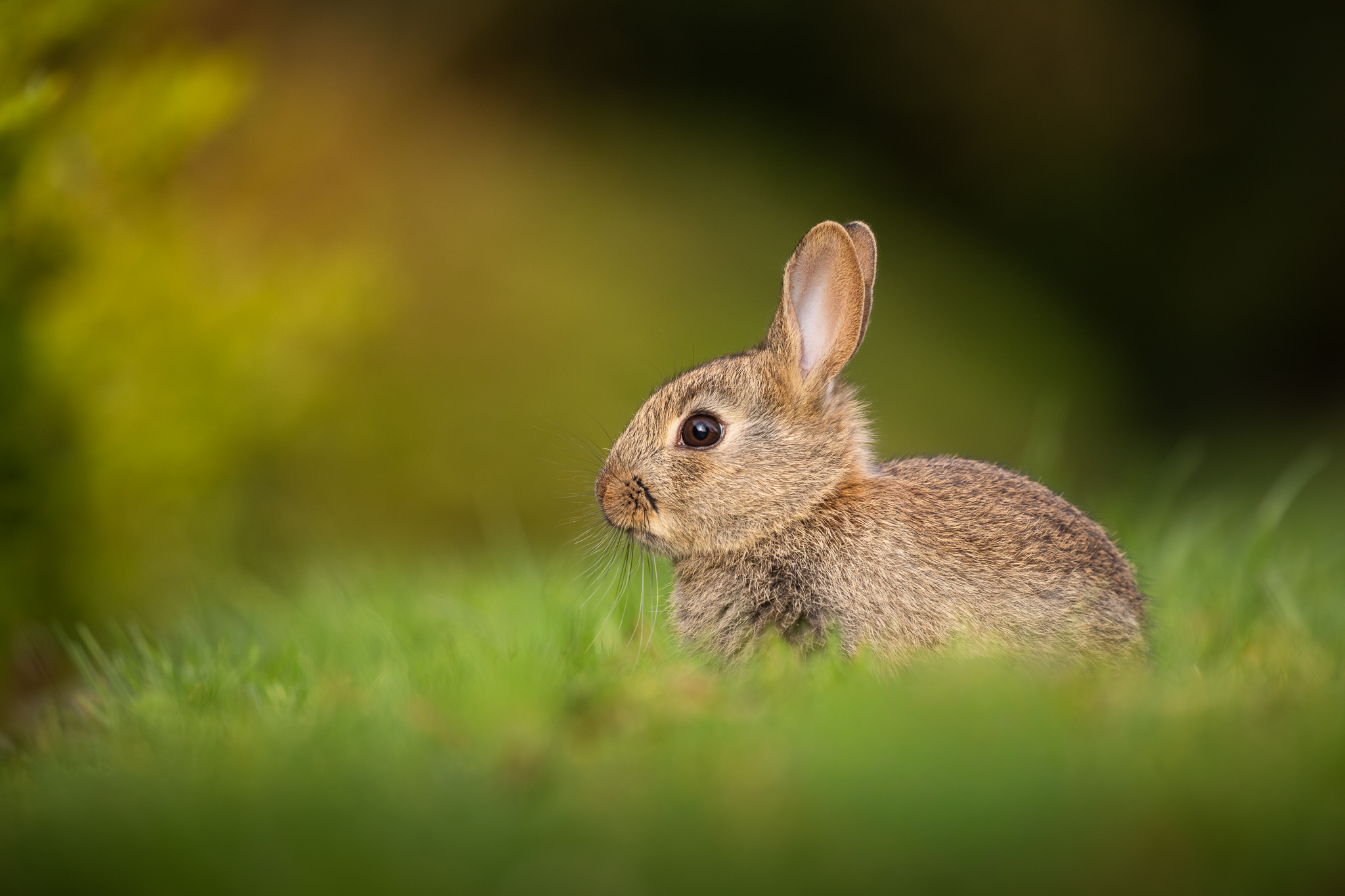 Wild rabbit portrait